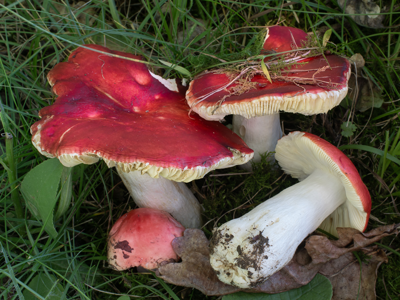 Russula tinctipes